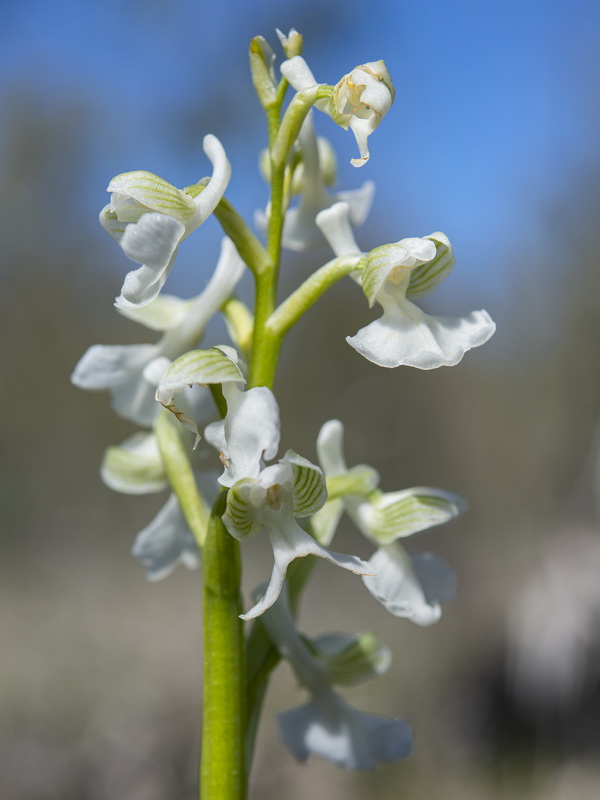 Anacamptis morio.13