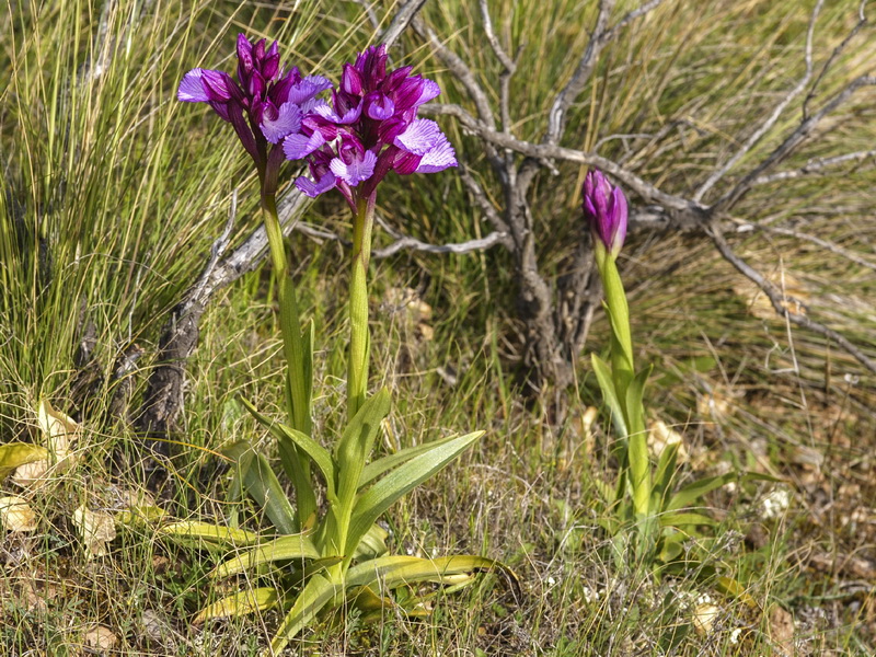 Anacamptis papilionacea.03