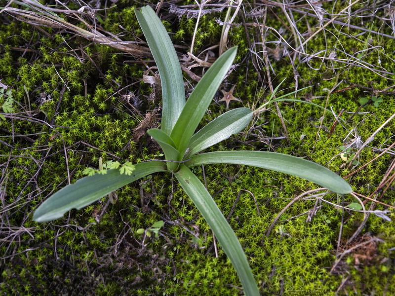 Anacamptis papilionacea.38