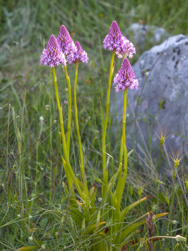 Anacamptis pyramidalis.01