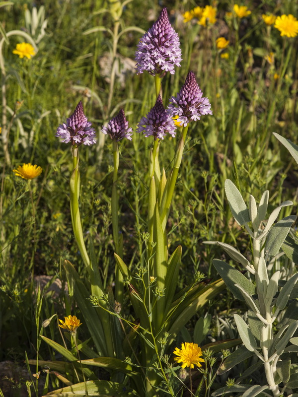 Anacamptis pyramidalis.03