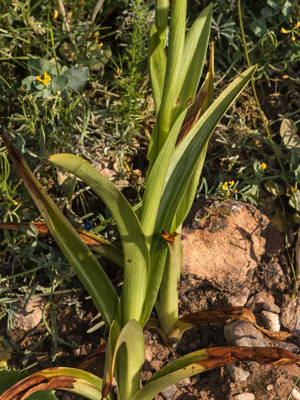 Anacamptis pyramidalis.08