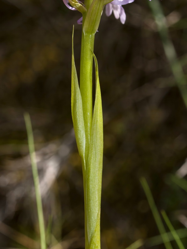 Anacamptis pyramidalis.11