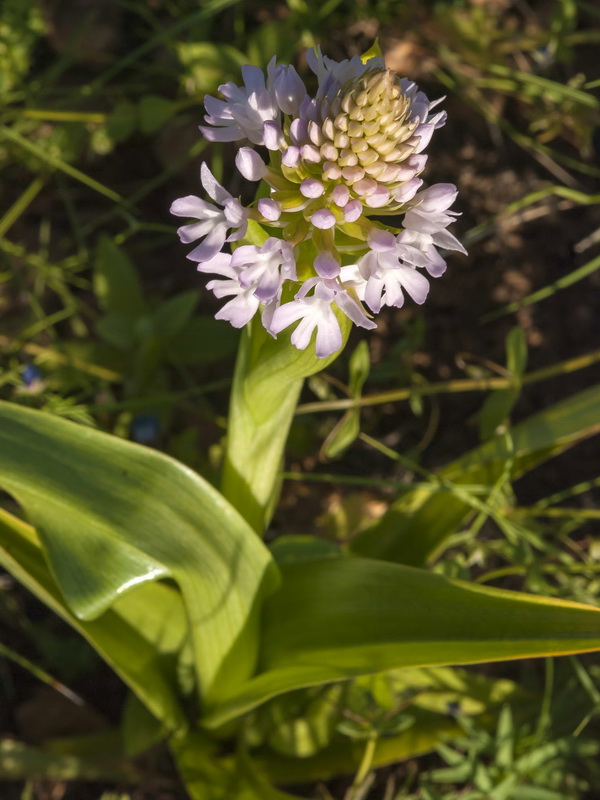 Anacamptis pyramidalis.12