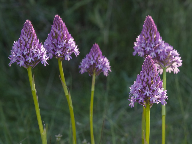 Anacamptis pyramidalis.13