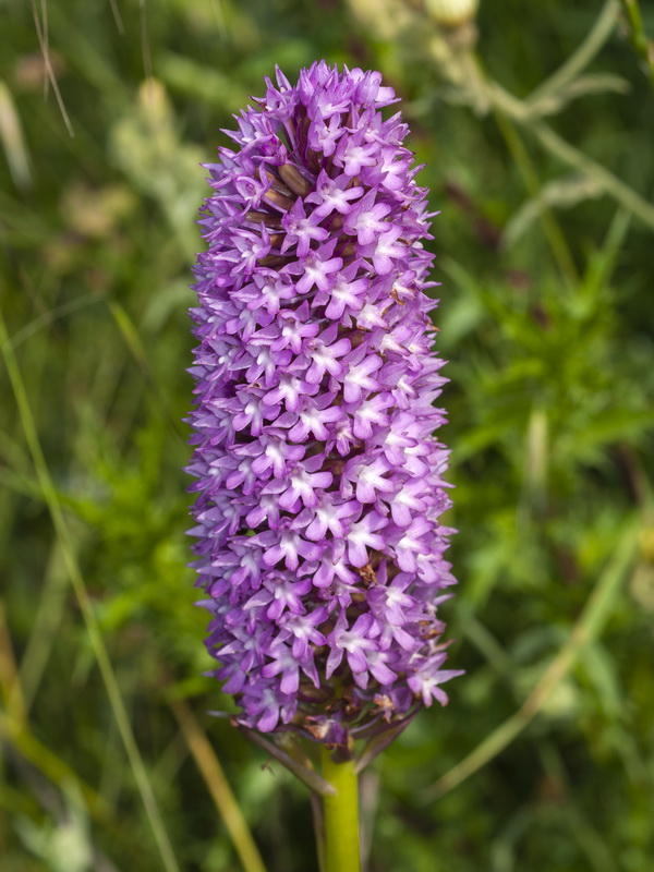 Anacamptis pyramidalis.16