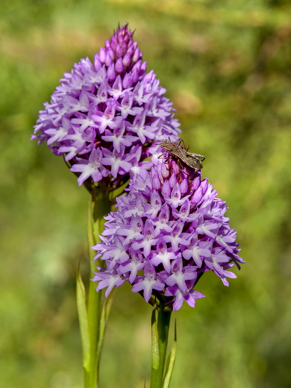 Anacamptis pyramidalis.17