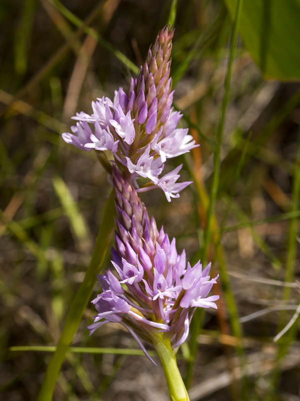 Anacamptis pyramidalis.18