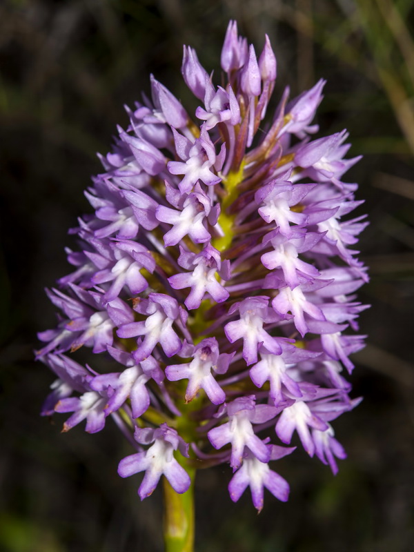 Anacamptis pyramidalis.19