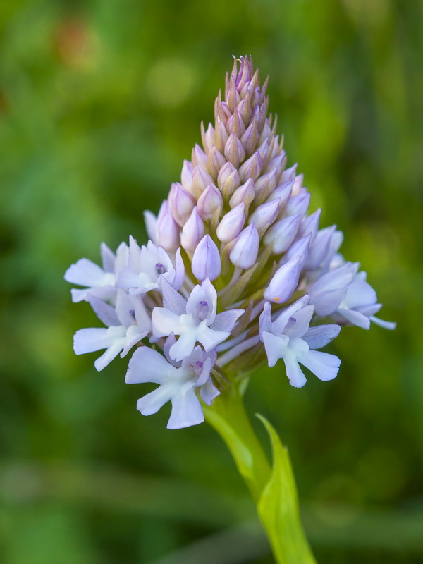 Anacamptis pyramidalis.22