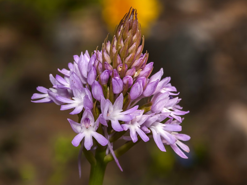 Anacamptis pyramidalis.23