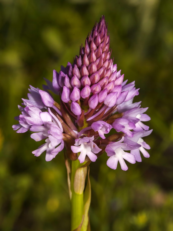 Anacamptis pyramidalis.24