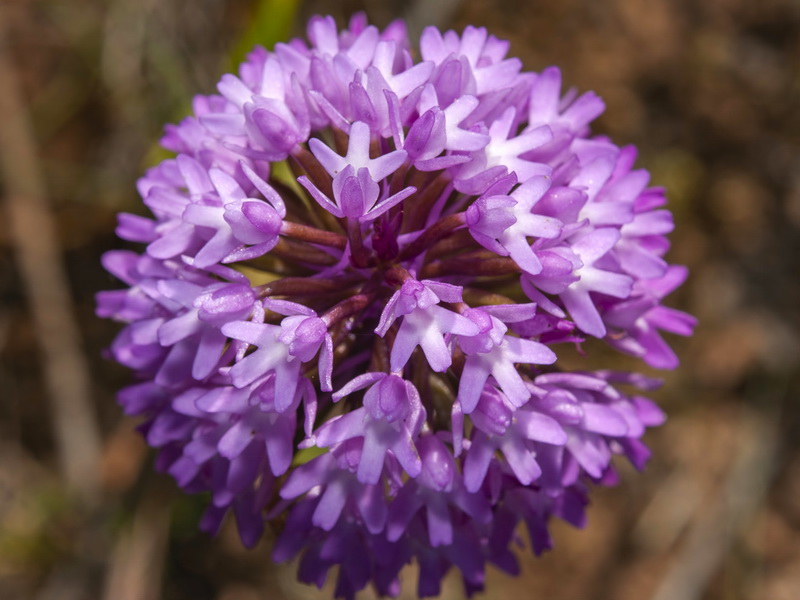 Anacamptis pyramidalis.27