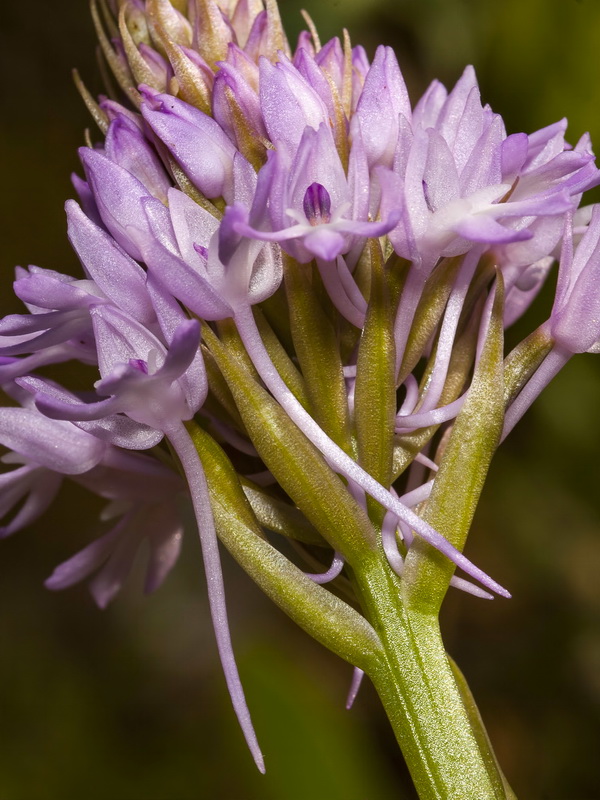 Anacamptis pyramidalis.30