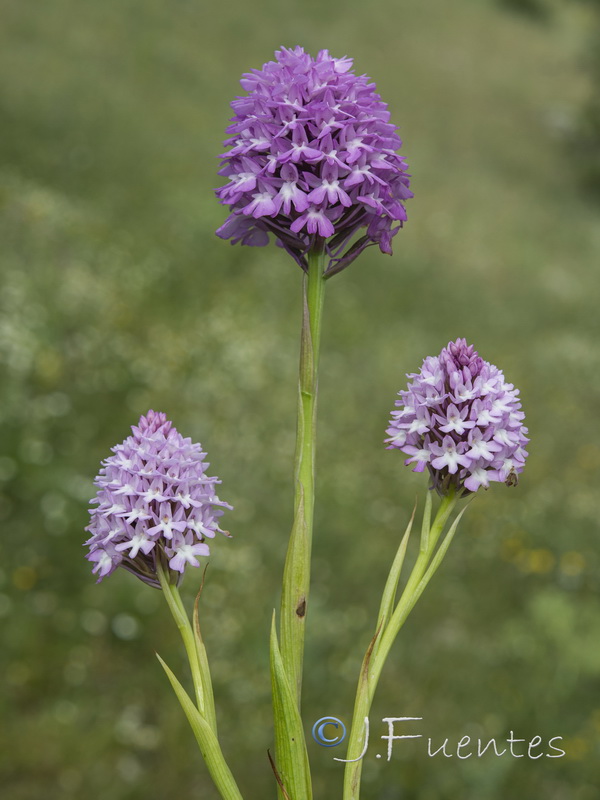 Anacamptis pyramidalis.32