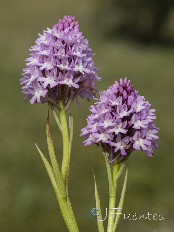 Anacamptis pyramidalis.33