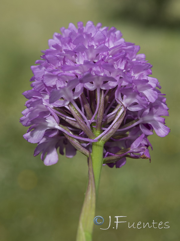 Anacamptis pyramidalis.25