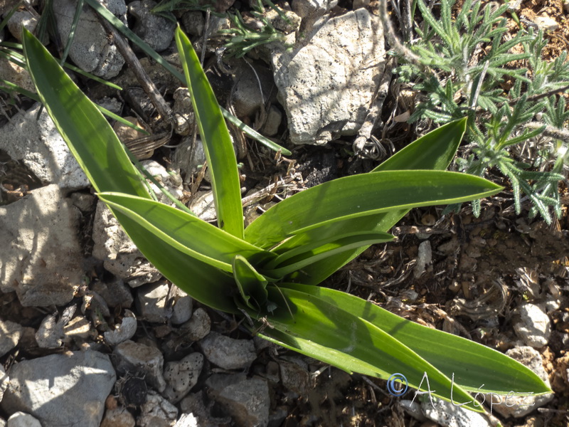 Anacamptis pyramidalis.36