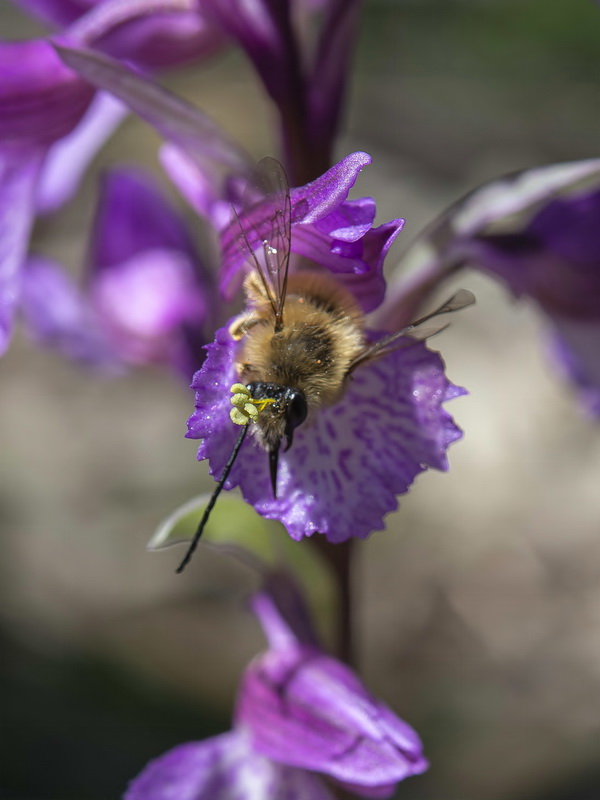 Anacamptis x gennarii.14