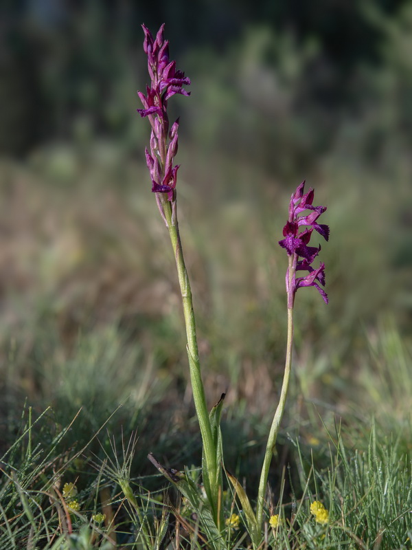Anacamptis x menossi.02