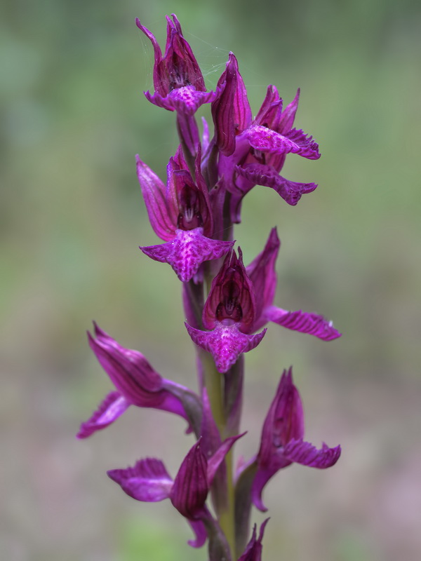 Anacamptis x menossi.04