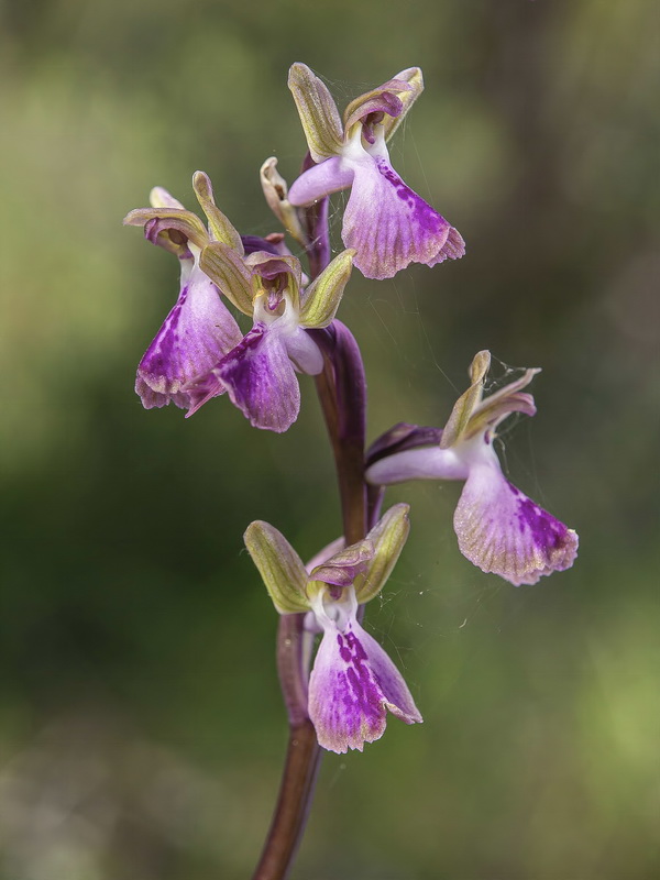 Anacamptis x murgiana.02