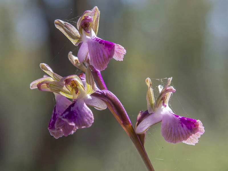 Anacamptis x murgiana.04
