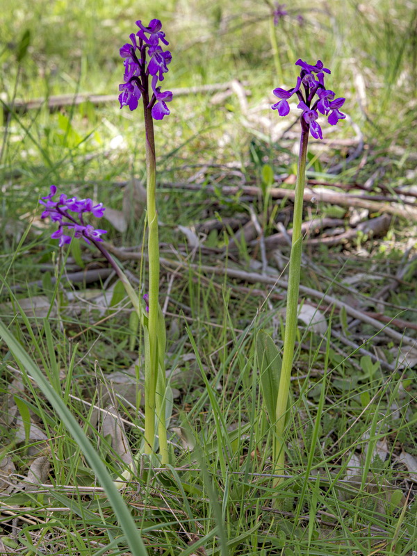 Anacamptis x romerae.01