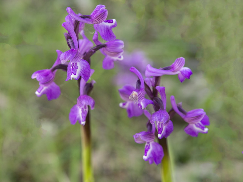 Anacamptis x romerae.02