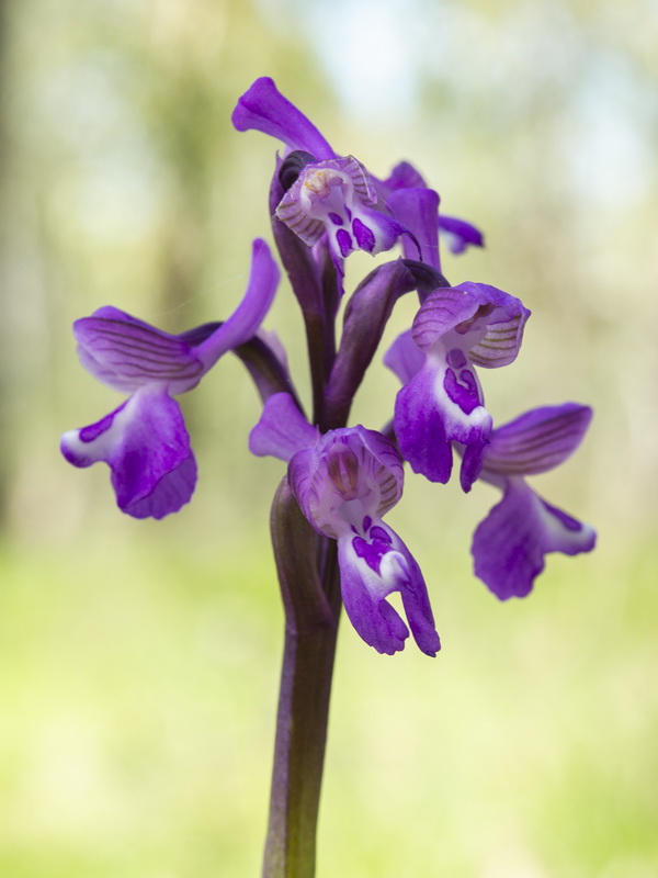 Anacamptis x romerae.03