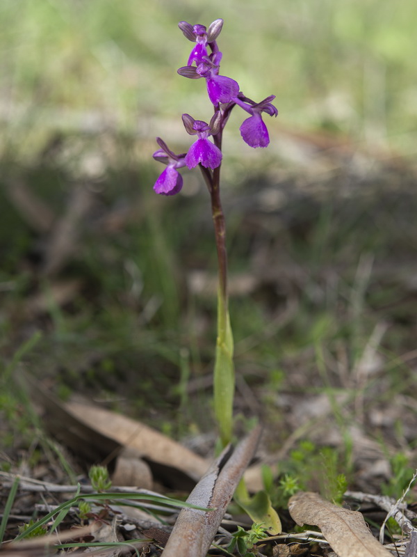 Anacamptis x semisaccata.01