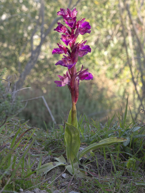 Anacamptis × dafnii solanoi.02