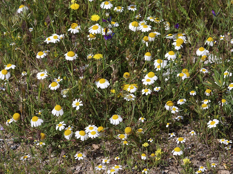 Anacyclus clavatus.01