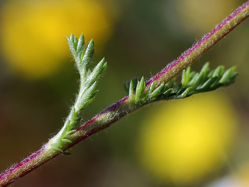 Anacyclus clavatus.02