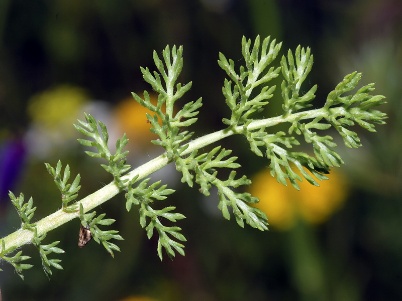 Anacyclus clavatus.03