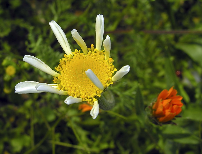 Anacyclus clavatus.06