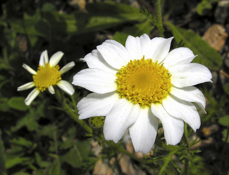 Anacyclus clavatus.10