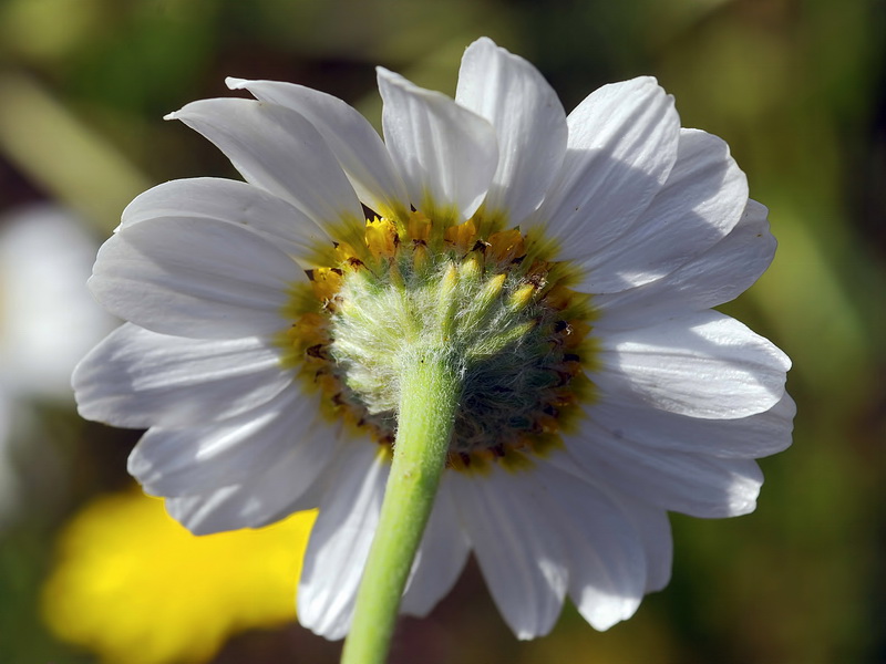 Anacyclus clavatus.11