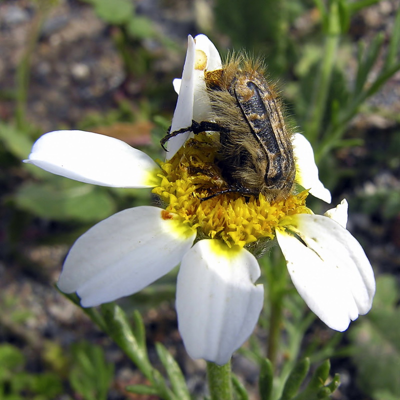 Anacyclus clavatus.12
