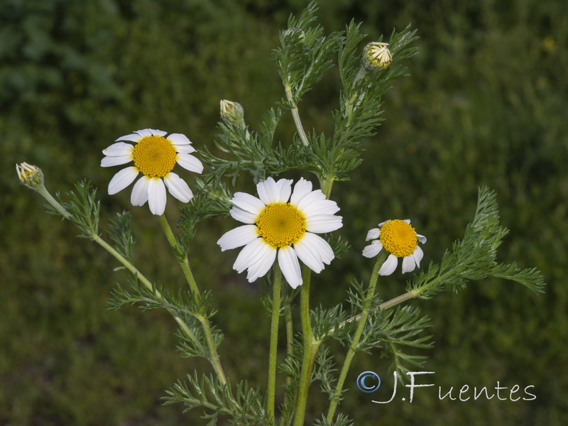 Anacyclus clavatus.13