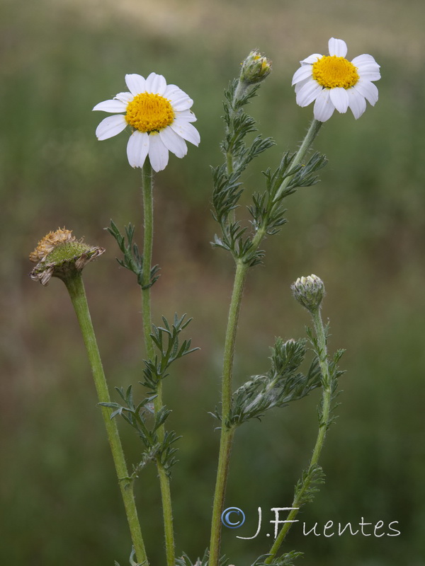 Anacyclus clavatus.14