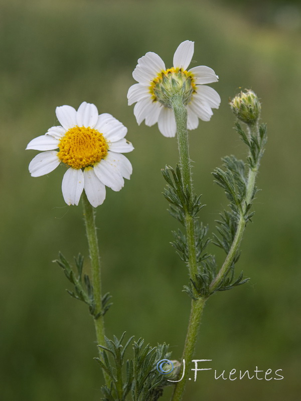 Anacyclus clavatus.15