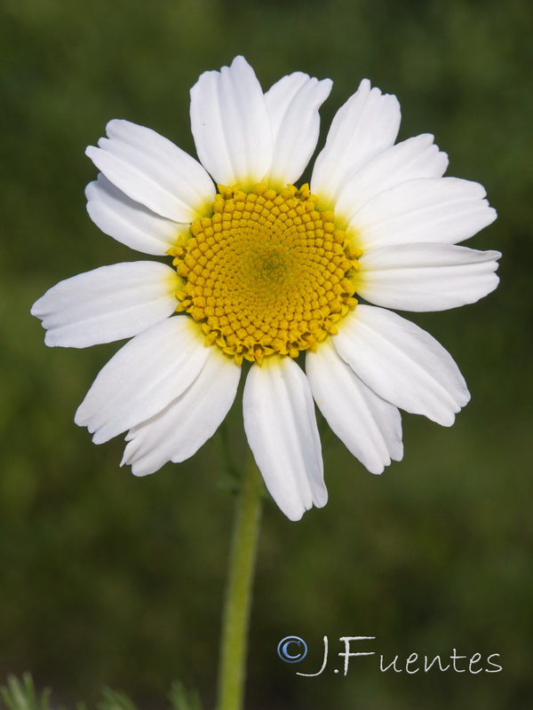 Anacyclus clavatus.16