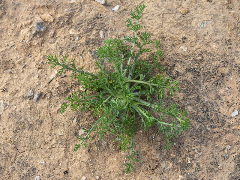 Anacyclus clavatus.17