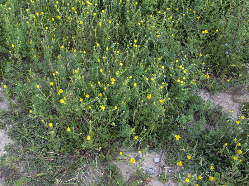 Anacyclus radiatus radiatus.01