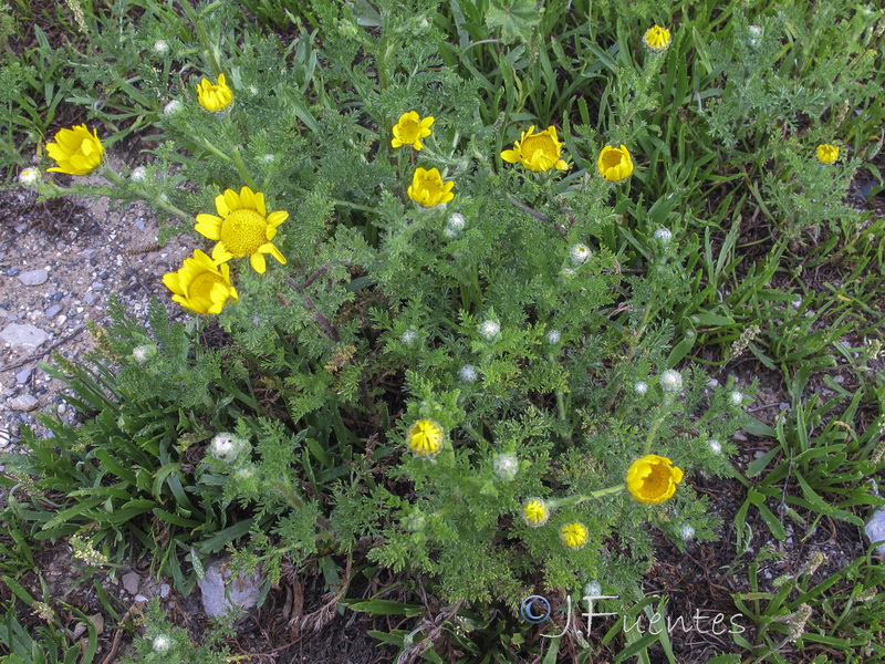 Anacyclus radiatus radiatus.02