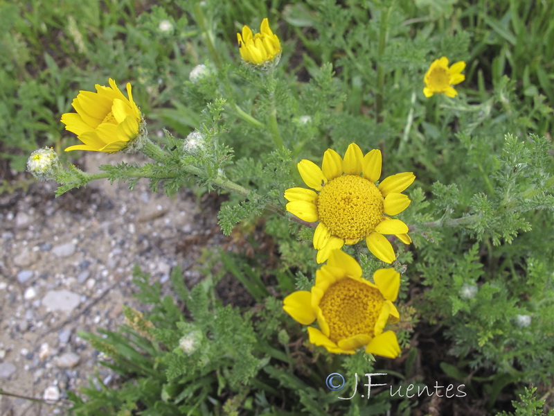 Anacyclus radiatus radiatus.05