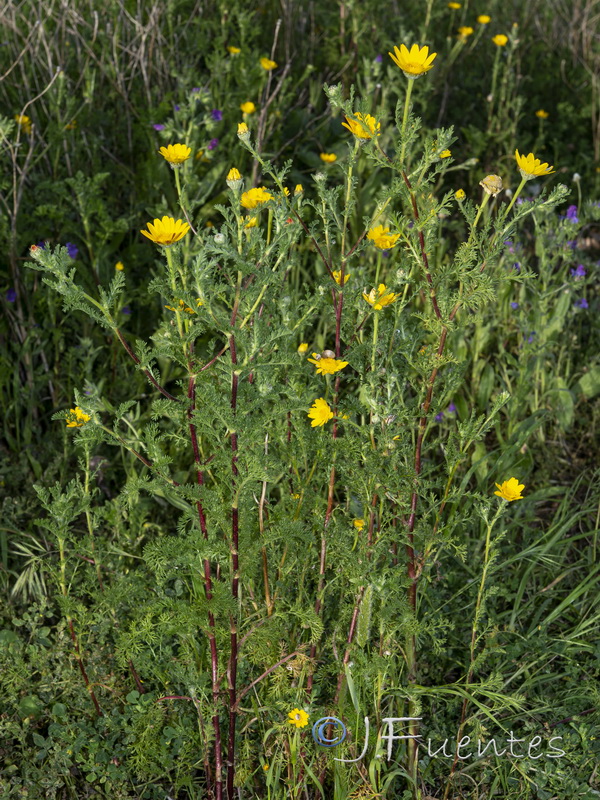Anacyclus radiatus radiatus.07