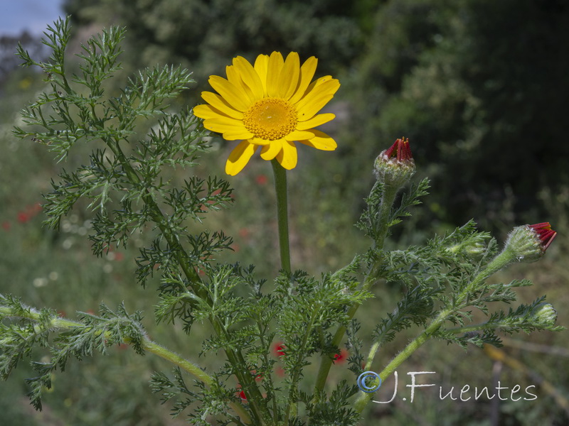 Anacyclus radiatus radiatus.04