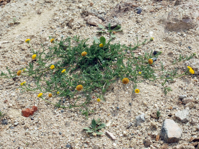 Anacyclus valentinus.01